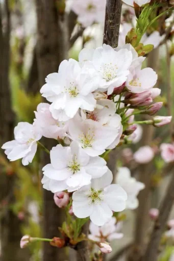Säulenkirsche japanisch Prunus serrulata Amanogawa - 7 L Topf 80-100 cm