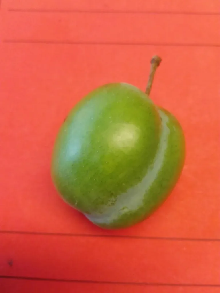 Reneklode "Gr. Grüne Reneklkode" Busch, im 10L-Container, sehr frosthart, saftig, sehr süß und aromatisch