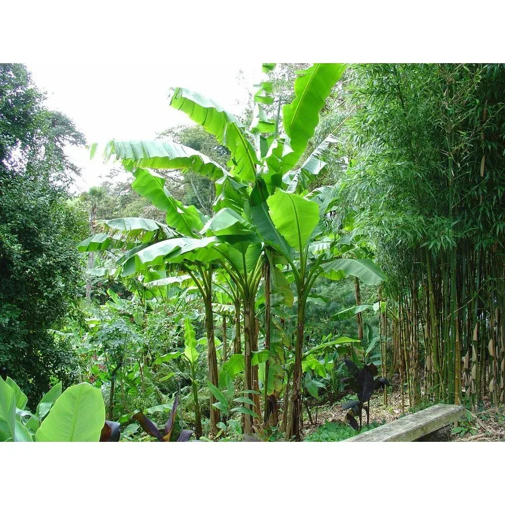Flower-up Tropische Bananenpflanzen - Musa Oriental Dwarf - 6 Stück - 25- 38Cm