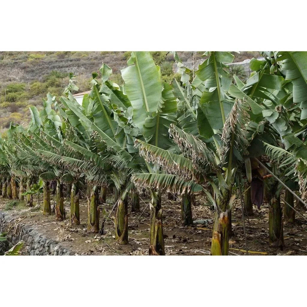 Flower-up Tropische Bananenpflanzen - Musa Oriental Dwarf - 6 Stück - 25- 38Cm