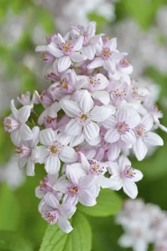 Deutzie Mont Rose - Deutzia hybrida - 7.5 L Topf 80-100 cm