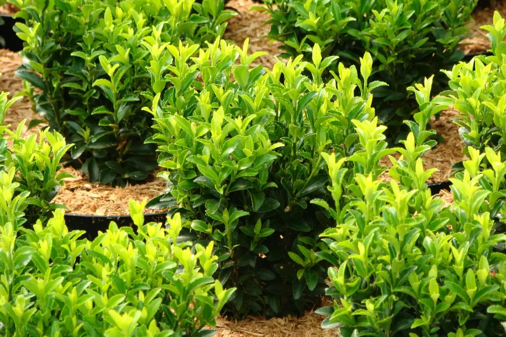 Spindelstrauch japanisch Greeen Spire - Euonymus japonicus - 7 L Topf 40-60 cm