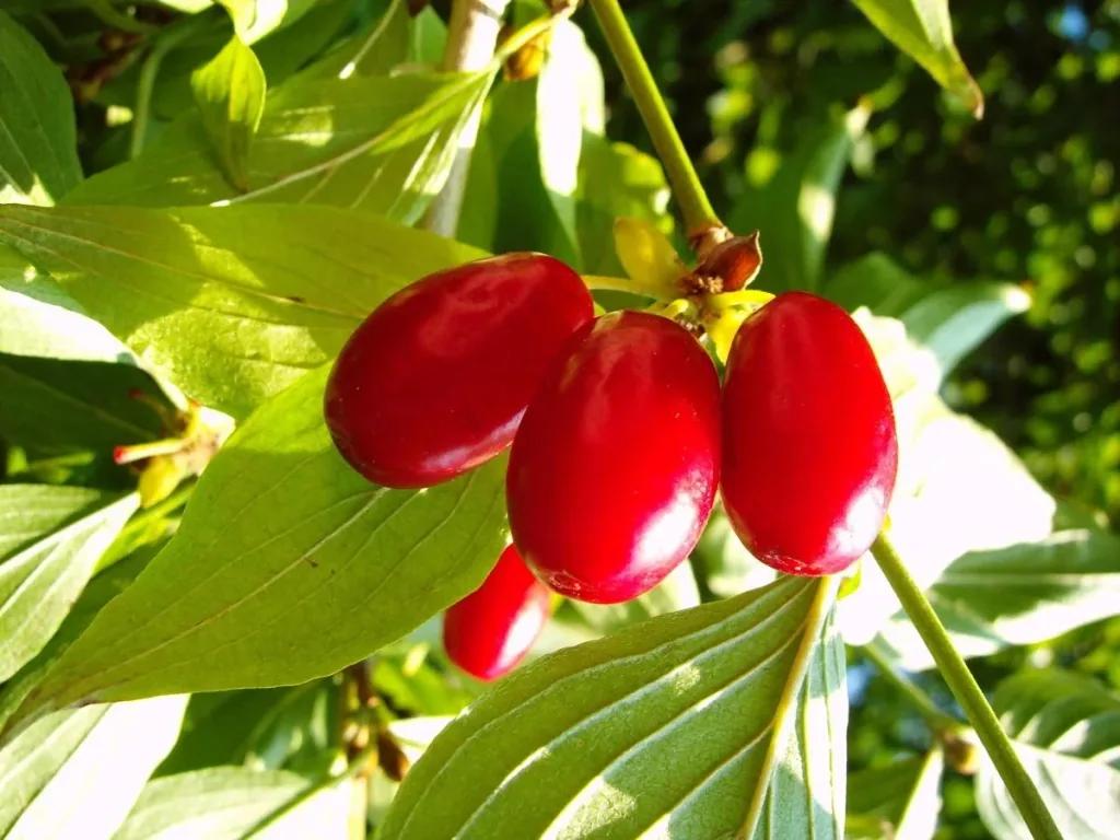 Kornelkirsche 'Kasanlaker' (Cornus mas) – winterhartes Wildobstgehölz, im 5-L-Container