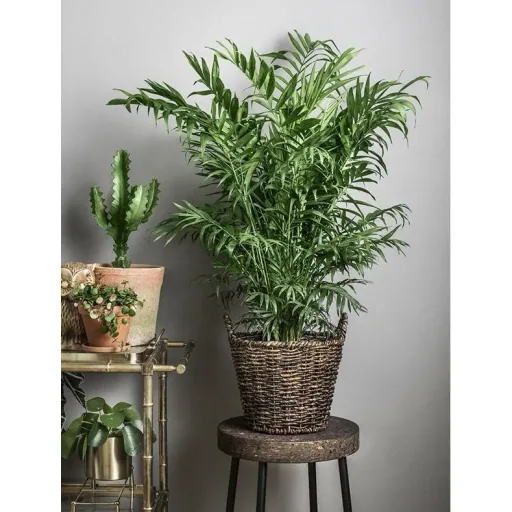 Aufblühende mexikanische Bergpalme - Chamaedorea Elegans - Groß - 50-60Cm - 1 Stück