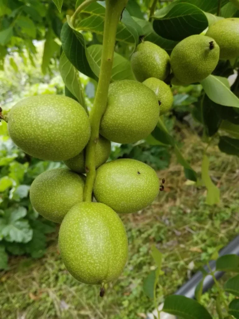 Walnuss 'Franquette' (Juglans regia) – winterharter Obstbaum, im 10-L-Container