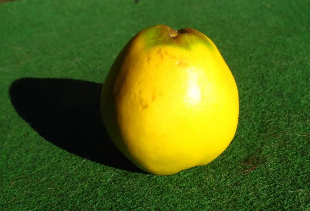 Quitte 'Bereczki' (Cydonia oblonga) – winterharter Obstbaum, als Busch, im 10-L-Container