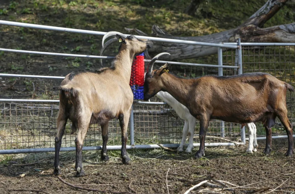 Kratzbürste, halbrund