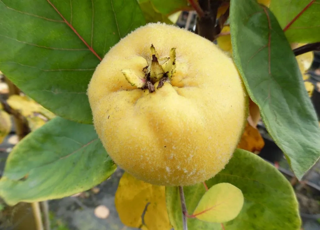 Quitte 'Riesenquitte von Leskovac' (Cydonia oblonga) – winterharter Obstbaum, als Busch, im 10-L-Container
