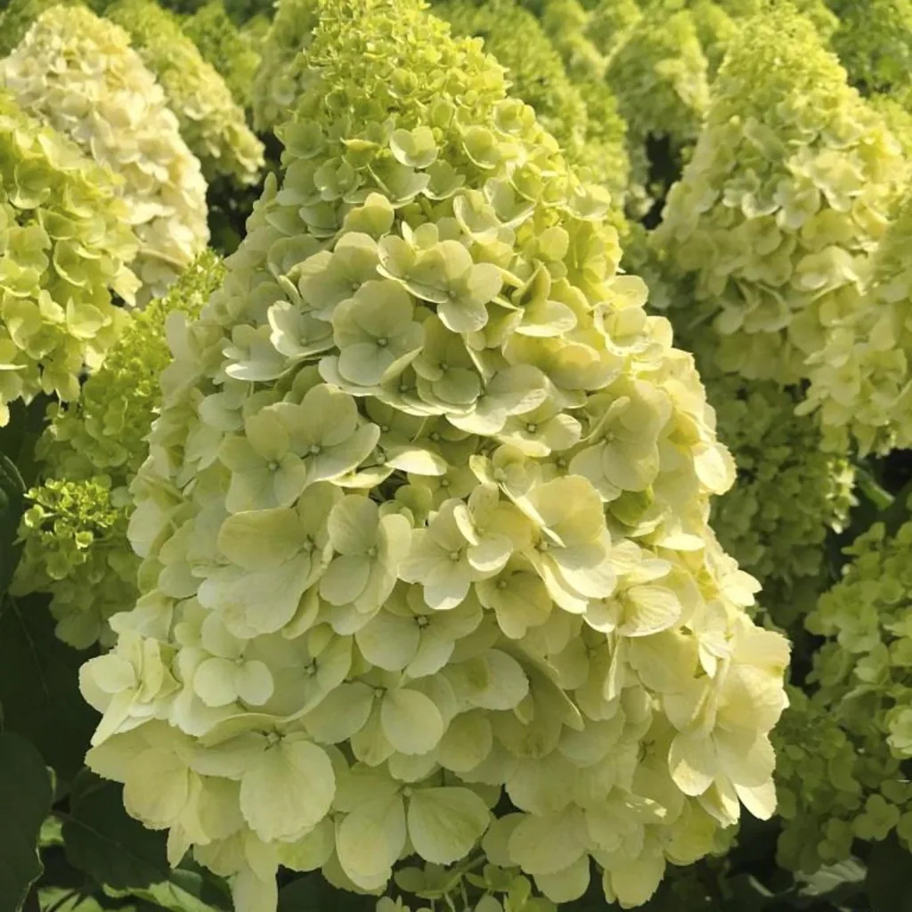 Rispenhortensie "Polar Bear", Hydrangea paniculata, 4,6 Liter Topf, 40- 60 cm hoch, 2er-Set