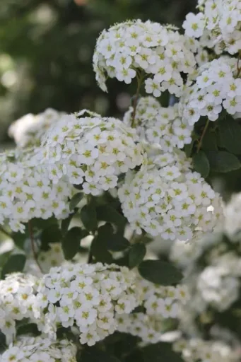 Prachtspiere Spiraea vanhouttei - 12 L Topf 100-125 cm