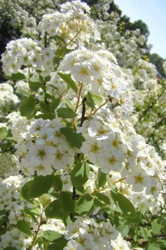 Prachtspiere Spiraea vanhouttei - 12 L Topf 100-125 cm