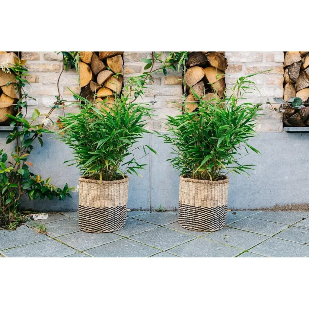 Flower-up Bamboo "Nicht verrottend" Medium - Fargesia - 40-60Cm - 2 Stück