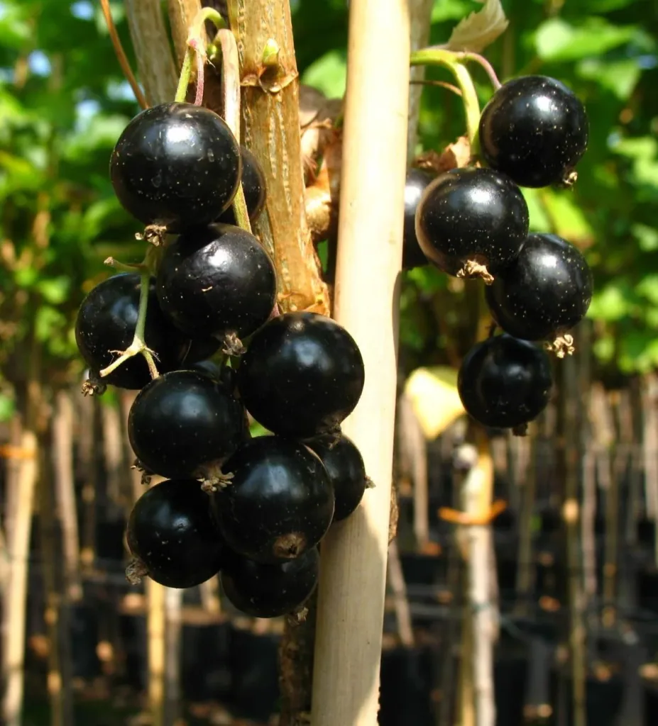 Johannisbeere schwarz "Black Gigant" Fußstamm, im 4L-Container