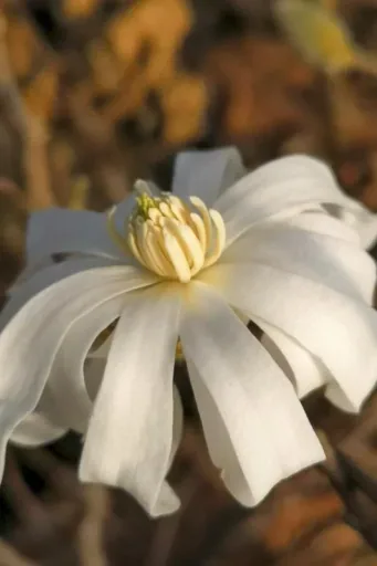 Sternmagnolie Magnolia stellata - Solitär mit Ballen 100-125 cm