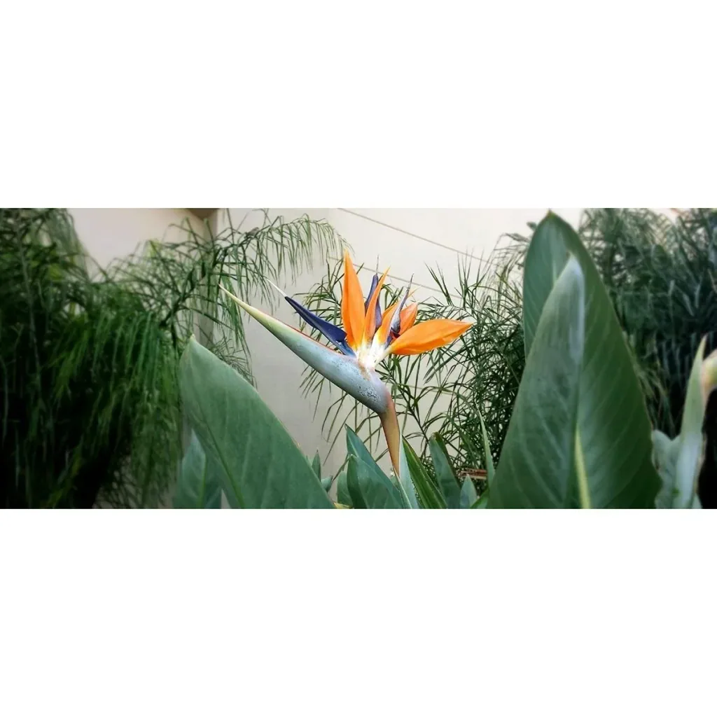 Flower-up Exotische Paradiesvogelpflanze - Strelitzia reginae - 3 Stück - 25-38cm - für drinnen und draußen