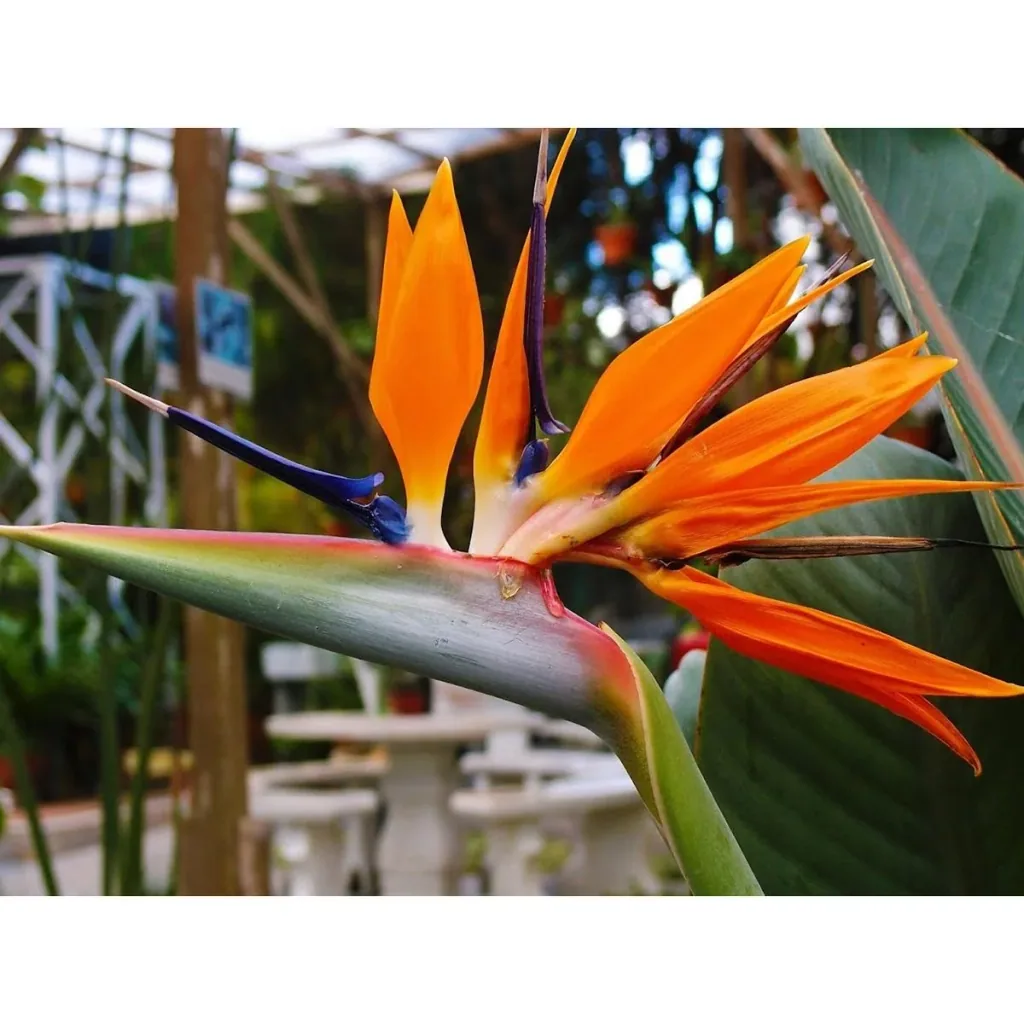 Flower-up Exotische Paradiesvogelpflanze - Strelitzia reginae - 3 Stück - 25-38cm - für drinnen und draußen