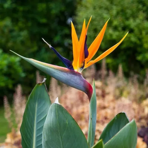Flower-up Exotische Paradiesvogelpflanze - Strelitzia reginae - 3 Stück - 25-38cm - für drinnen und draußen