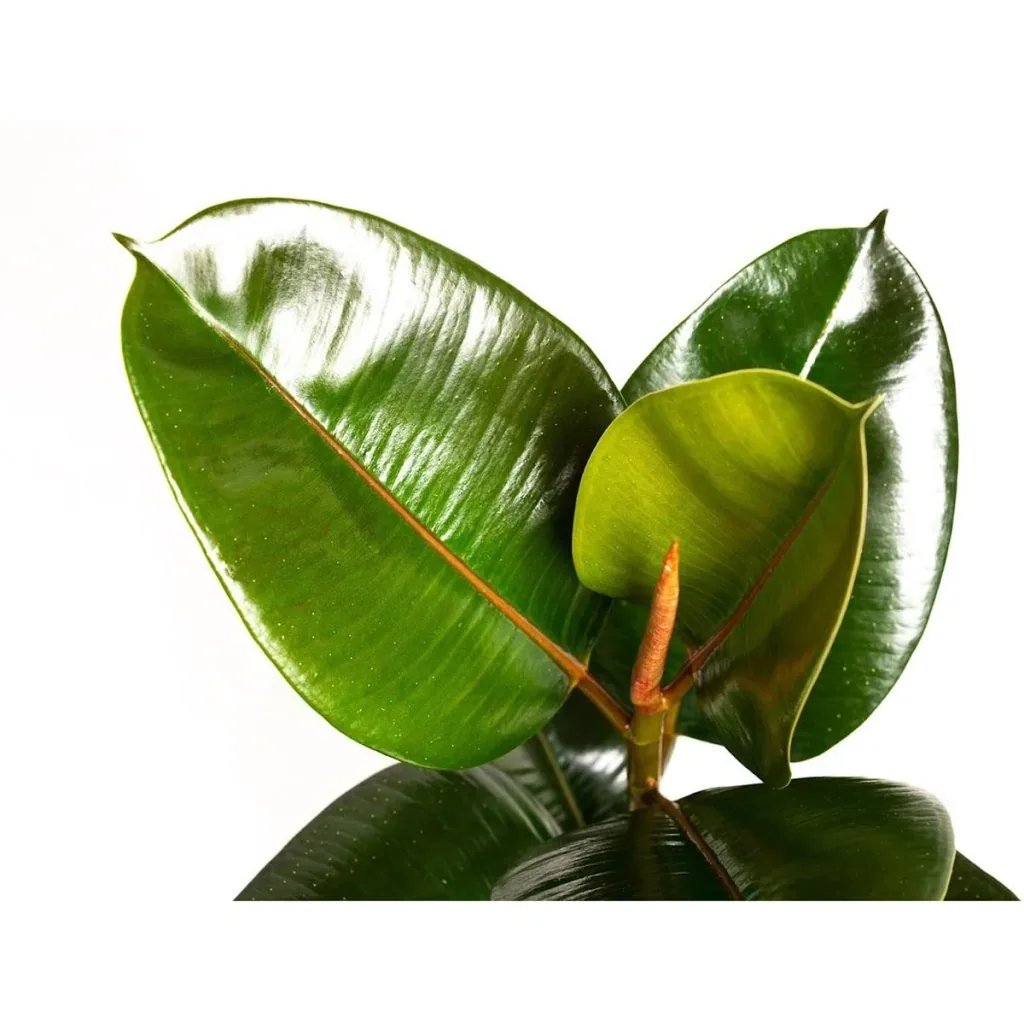 Aufblühender Gummibaum - Ficus Elastica Robusta - Groß - 50-60Cm - 1 Stück