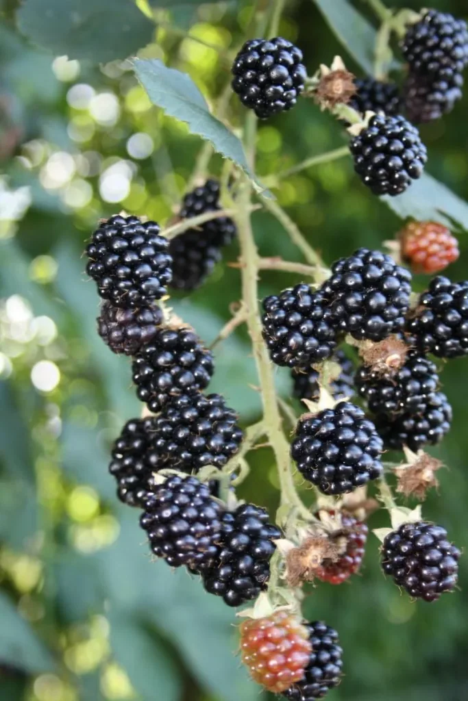 Brombeere "Theodor Reimerrs", 3,5L-Conatiner