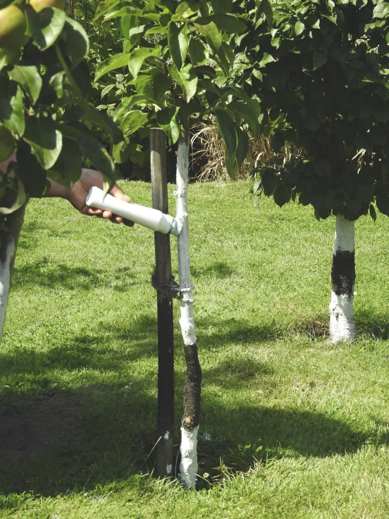 Baum-Weißler