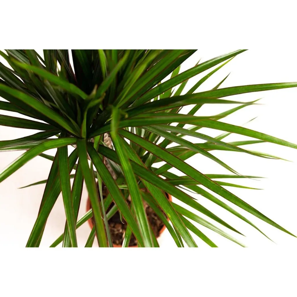 Aufblühender Drachenbaum - Dracaena Marginata - Groß - 75-80Cm - 1 Stück