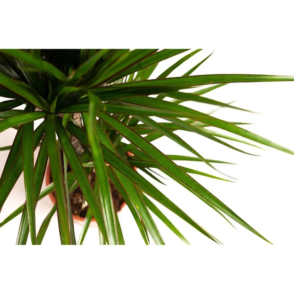 Aufblühender Drachenbaum - Dracaena Marginata - Groß - 75-80Cm - 1 Stück