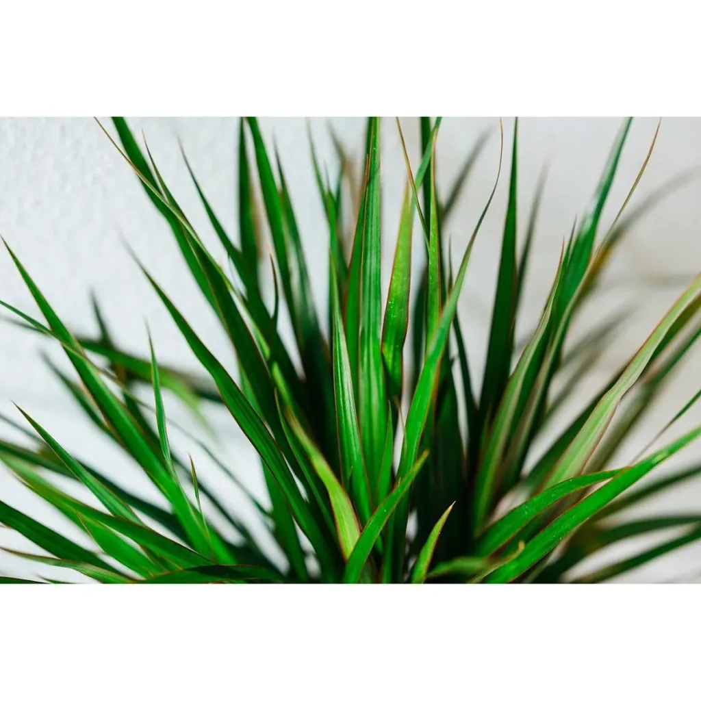 Aufblühender Drachenbaum - Dracaena Marginata - Groß - 75-80Cm - 1 Stück
