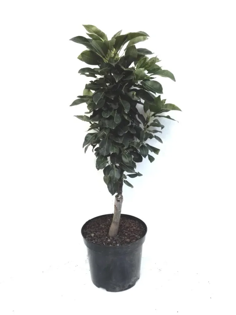 Zwergbirne "Luisa", 7,5L.Container, saftiges, weißes Fruchtfleisch