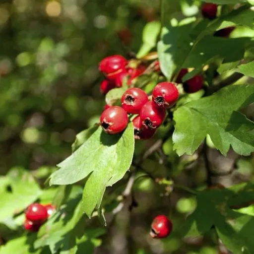 Weißdorn Crataegus monogyna - 7.5 L Topf 80-100 cm
