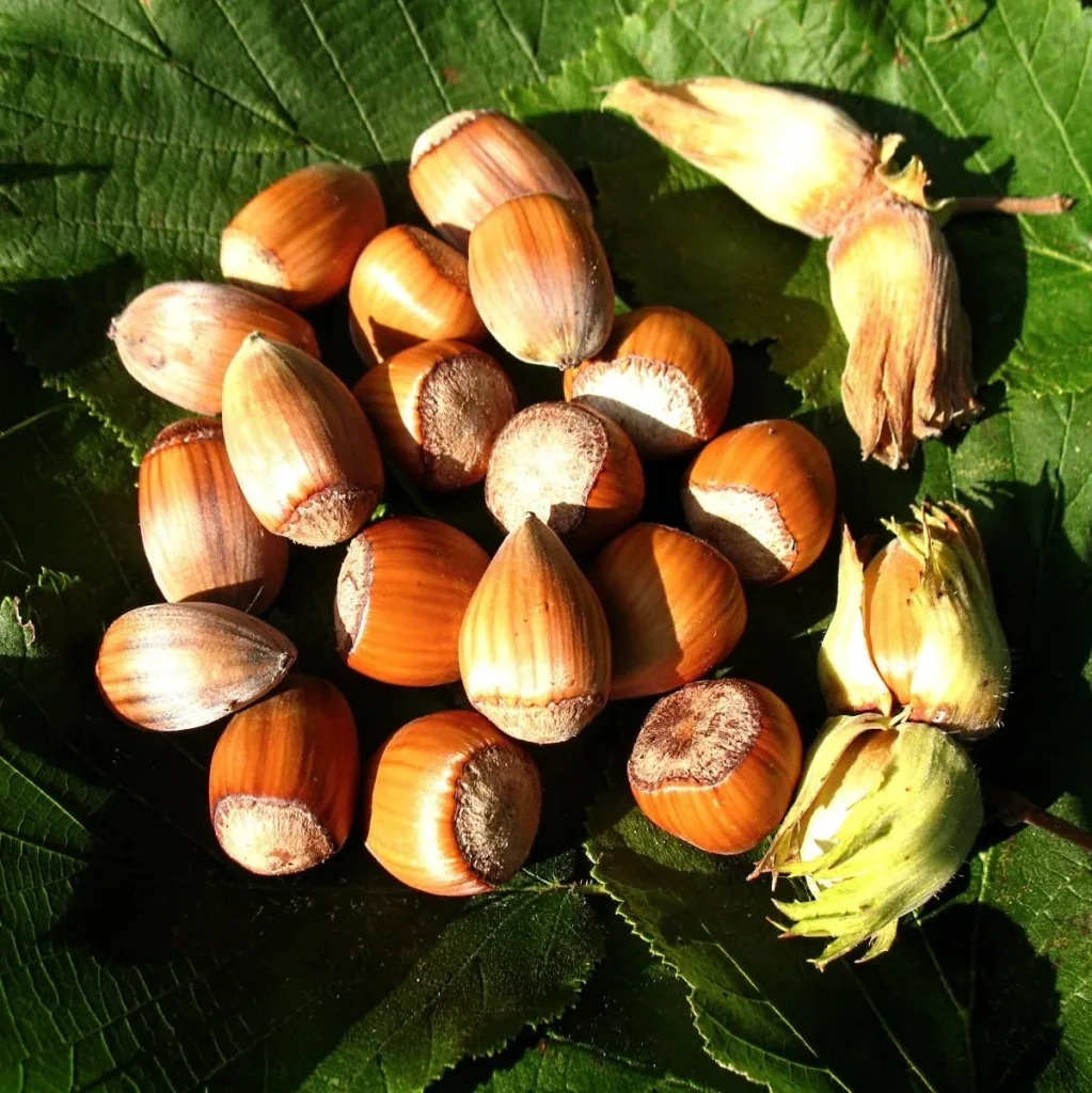 Haselnuss 'Nottingham Fruchtbare' (Corylus avellana) – winterharter Zierstrauch, im 7,5-L-Container