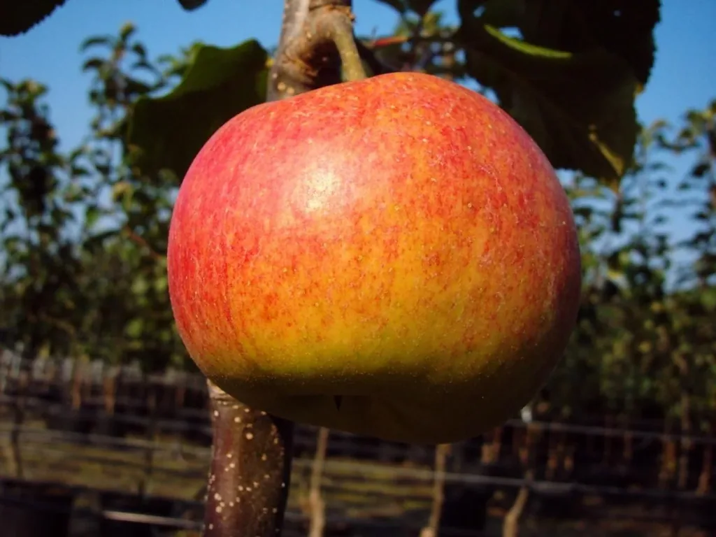 Apfel "Rewena" Busch, im 10L-Container