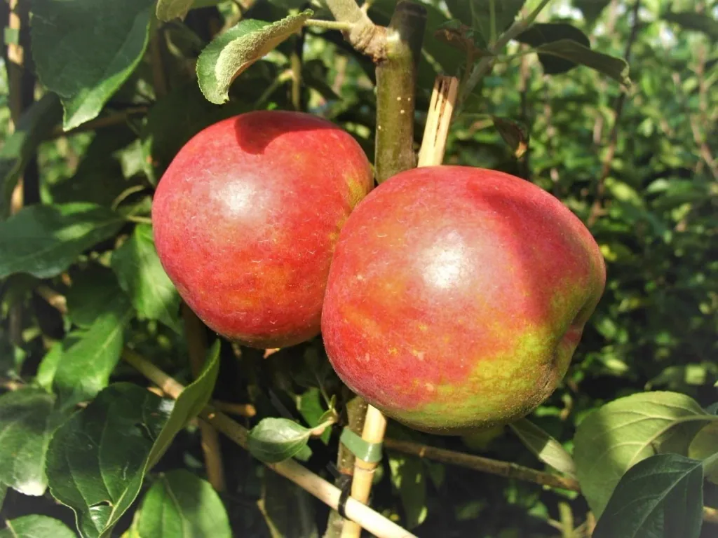 Apfel 'Roter Boskoop' (Malus domestica) – winterhartes Obstgehölz, als Halbstamm, im 10-L-Container