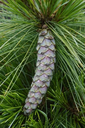 Zapfenkiefer Wiethorst - Pinus schwerinii - 7.5 L Topf 40-50 cm