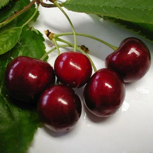 Süßkirsche 'Lapins' (Prunus avium) – winterhartes Obstgehölz, als Halbstamm, im 10-L-Container