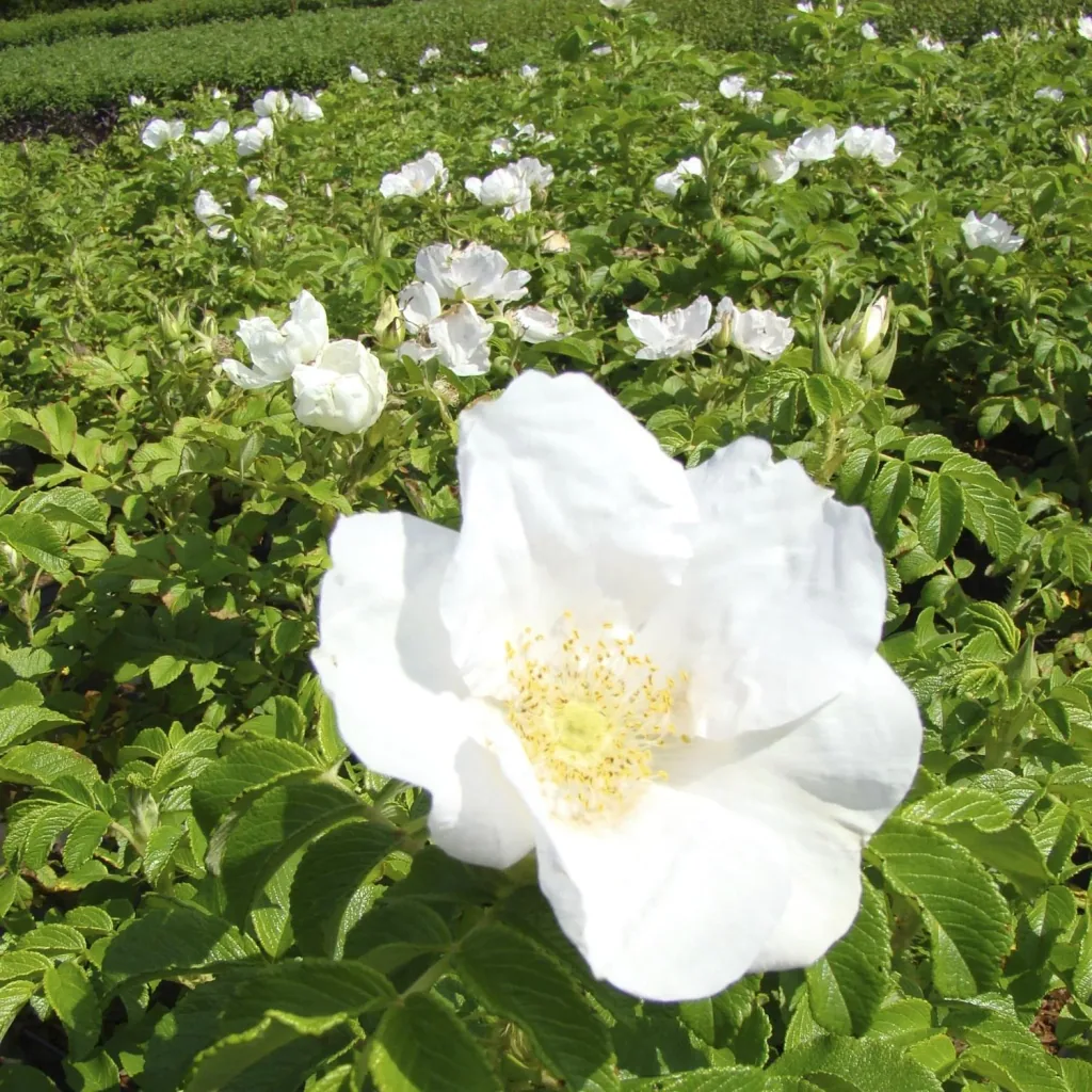 Apfelrose weiß Rosa rugosa alba - 7.5 L Topf 60-80 cm