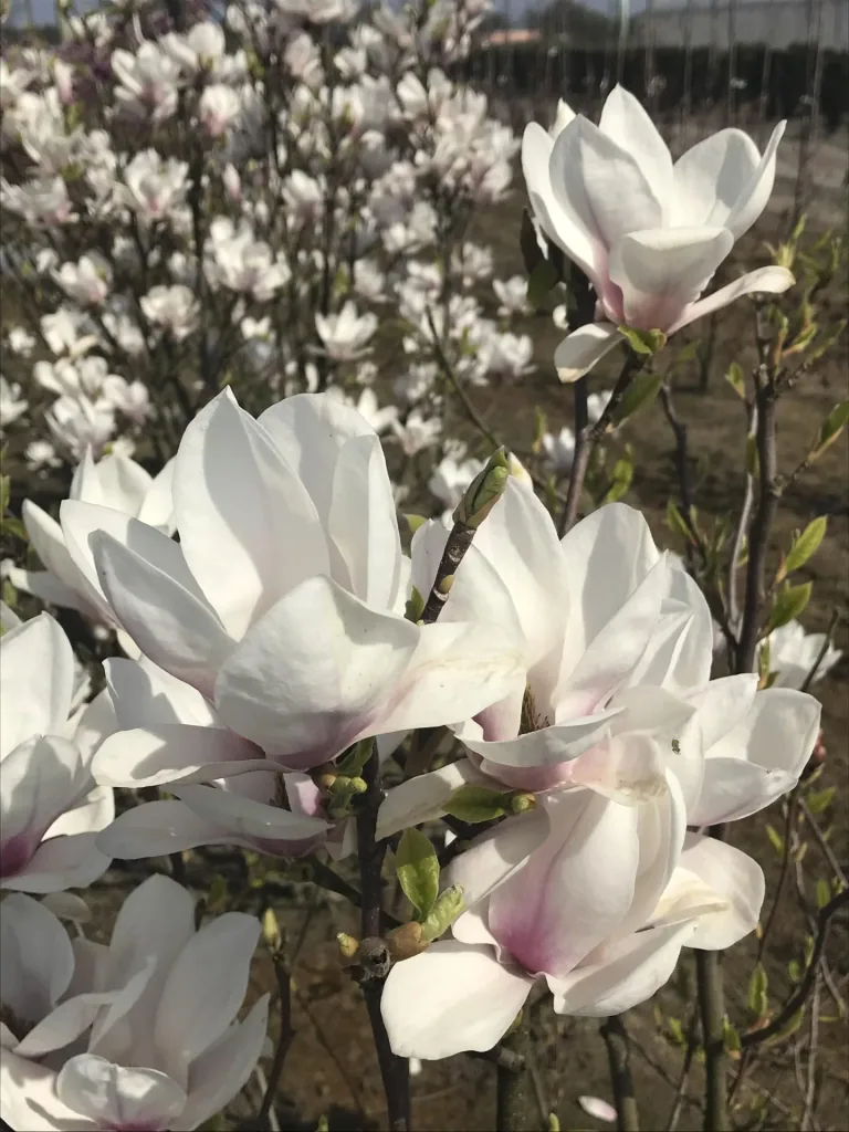 Tulpenmagnolie Magnolia soulangiana - 5 L Topf 60-80 cm