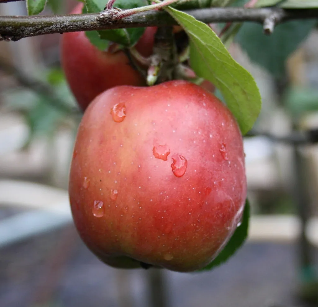 Apfel "Gravensteiner" Spindelbusch, im 5L-Container