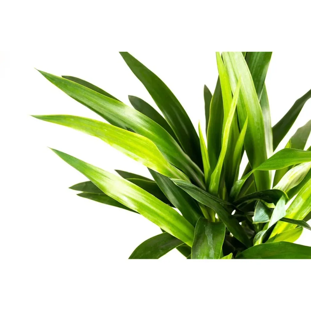 Aufblühende Arecapalme - Goldpalme - Dypsis Lutescens Areca - Groß - 65-70 cm - 2 Stück