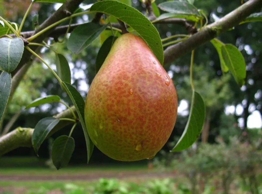 Birne 'Gute Luise' (Pyrus communis) – winterharter Obstbaum, als Busch, im 10-L-Container