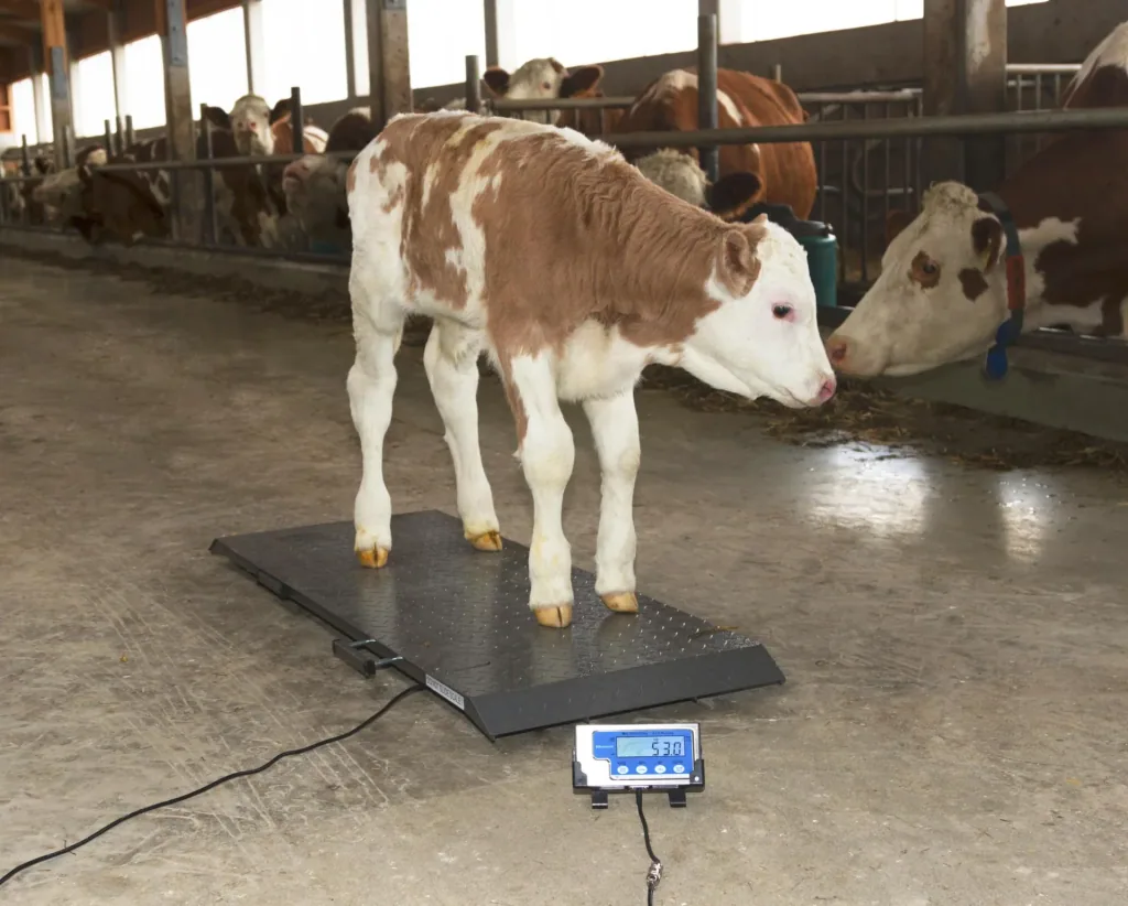 Tierwaage PS1000 bis 500kg