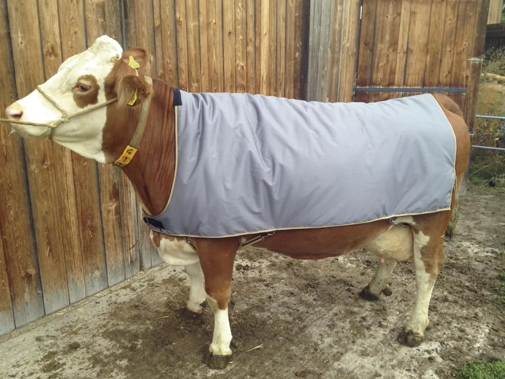 Thermodecke für Braunvieh und normale Schwarzbunte, Rückenlänge 145 cm, Länge 180 cm, Breite 150 cm