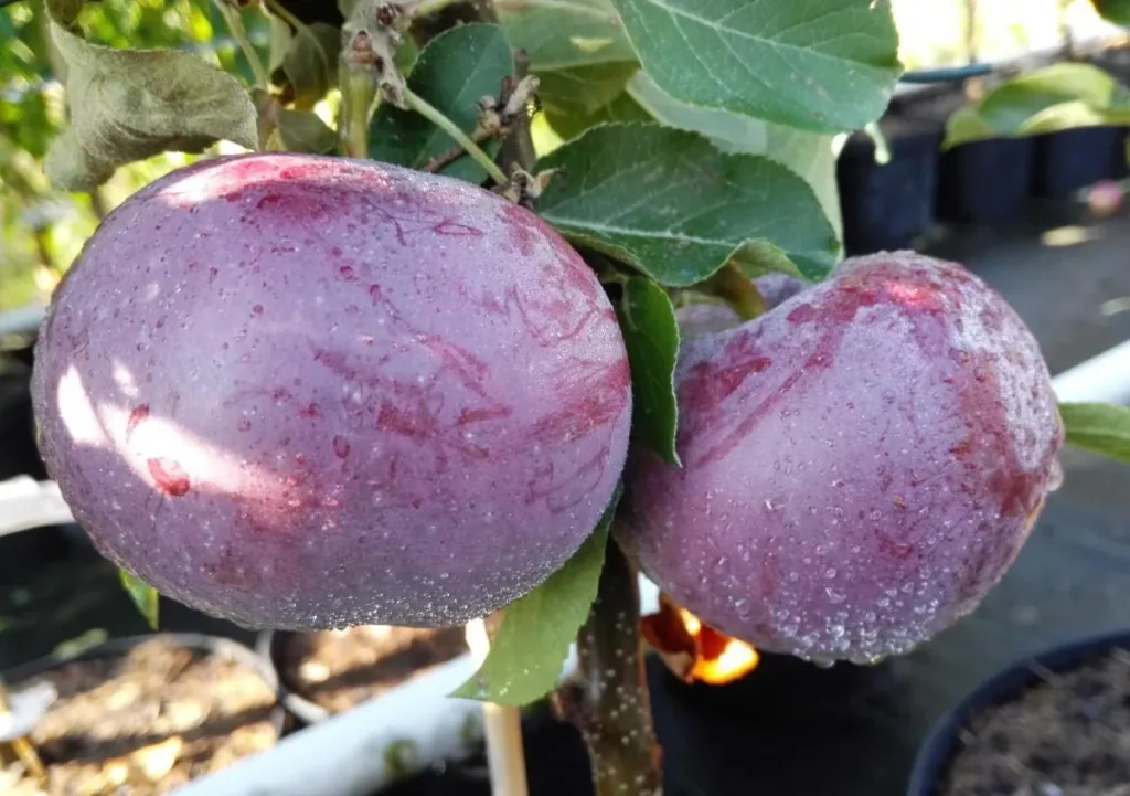 Apfel "Blauer Kölner + Geheimrat Oldenburg" 2 Sorten auf einem Stamm, im 10L-Container