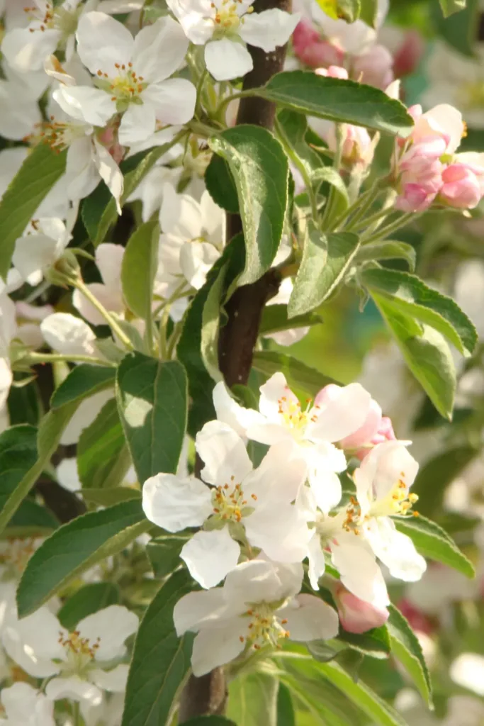 Zierapfel Golden Hornet Malus - Solitär mit Ballen 150-200 cm