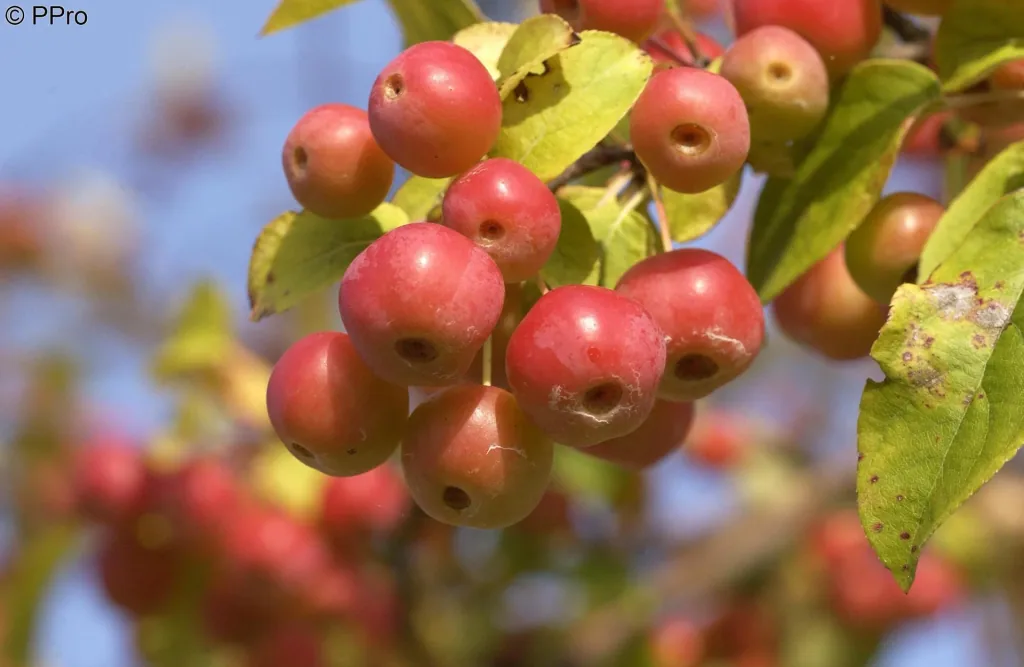 Zierapfel Red Sentinel Malus - 7 L Topf 80-100 cm