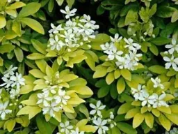 Orangenblume Brica - Choisya ternata - 7 L Topf 40-60 cm ""