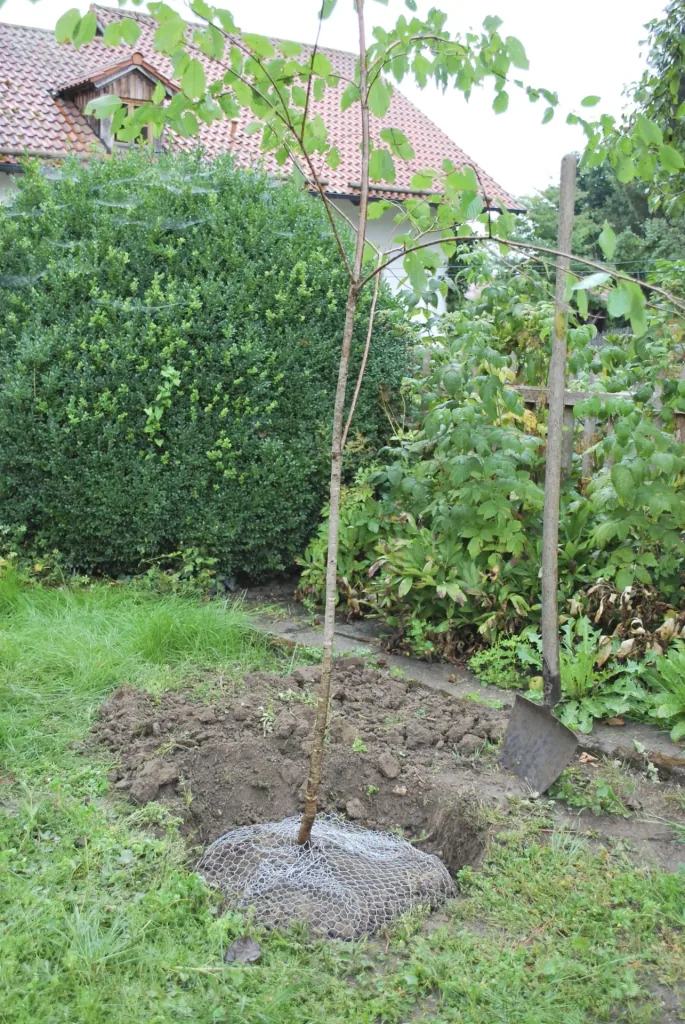 Wühlmauskorb klein, 40 cm hoch