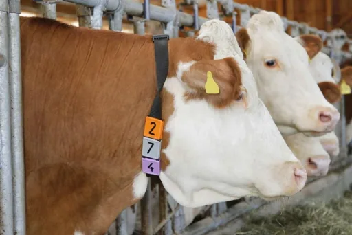 Nummernblock Duo, Nr. 6