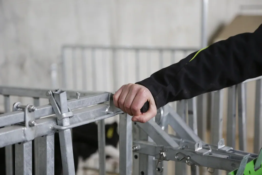 Fanggitter mit 5 Fressplätzen für modulare Zaunaufstallung