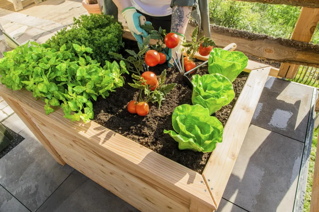 Westmann Hochbeet Klassik 100, 100×65×66 cm, Natur – FSC-Lärchenholz, rückenschonend