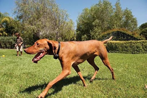 PetSafe Stay & Play Wireless Fence, Radius 32 m